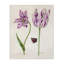 Deux fleurs mauves, toile par Jacob Marell-591316110