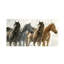 Cavallo Print by Sara Brown-26761372-26761373