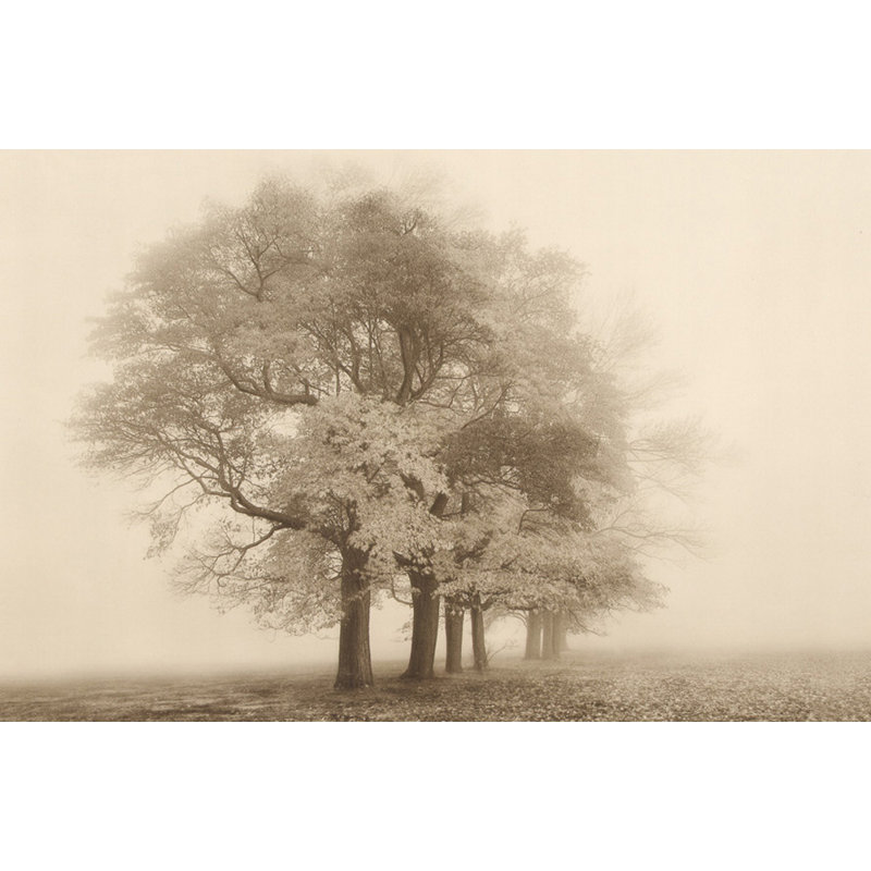 Harmonie dans le brouillard IMA-S778, H 16 po x l 24 po