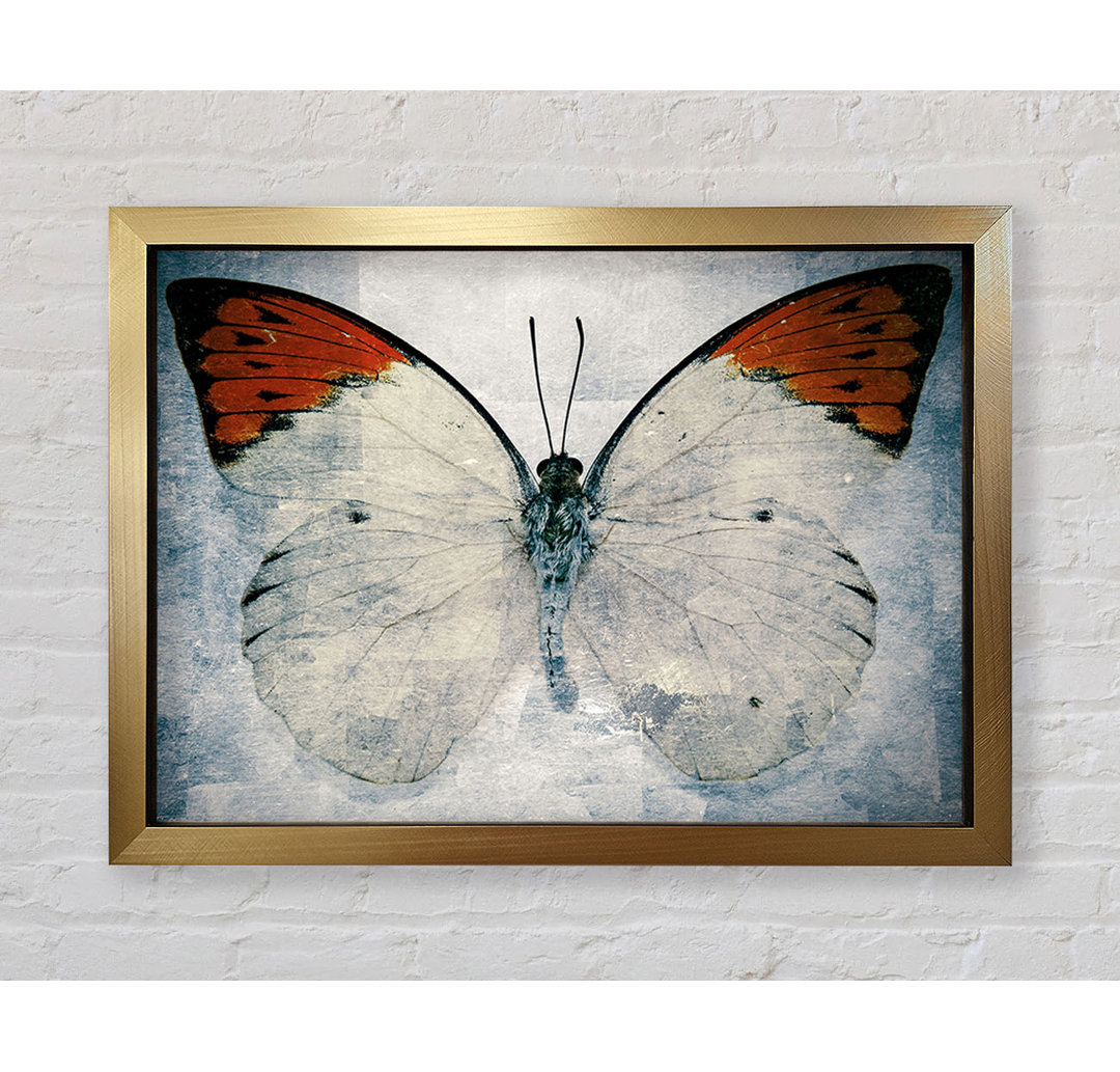 Schmetterling mit orangefarbener Spitze - Druck