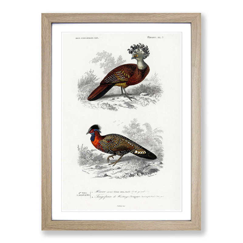 Bird Illustrations PL. 7 by Charles D' Orbigny - Single Picture Frame Painting, Oak Framed, 45cm H x 33cm W x 2cm D
