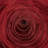 Rose Collection Solid Colour Reversible Throw Pillow-263267-118313577