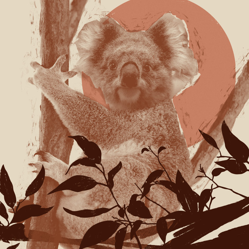 Pop Art Koala II by Jacob Green - Wrapped Canvas Print, 91cm H x 91cm W x 3.8cm D