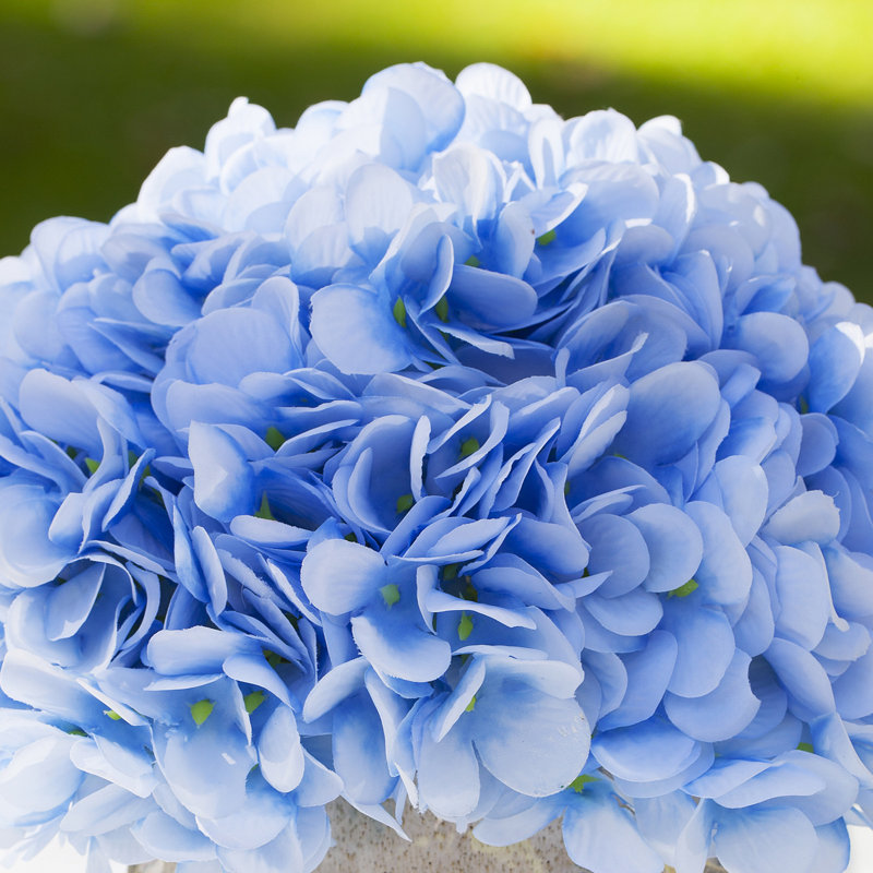 Arrangement floral d'hortensias en pot, Bleu