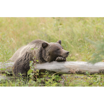 Grizzly Bear - Photographie sur toile tendue
