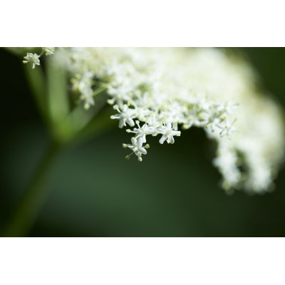 Fleur de sureau - photographie sur toile tendue