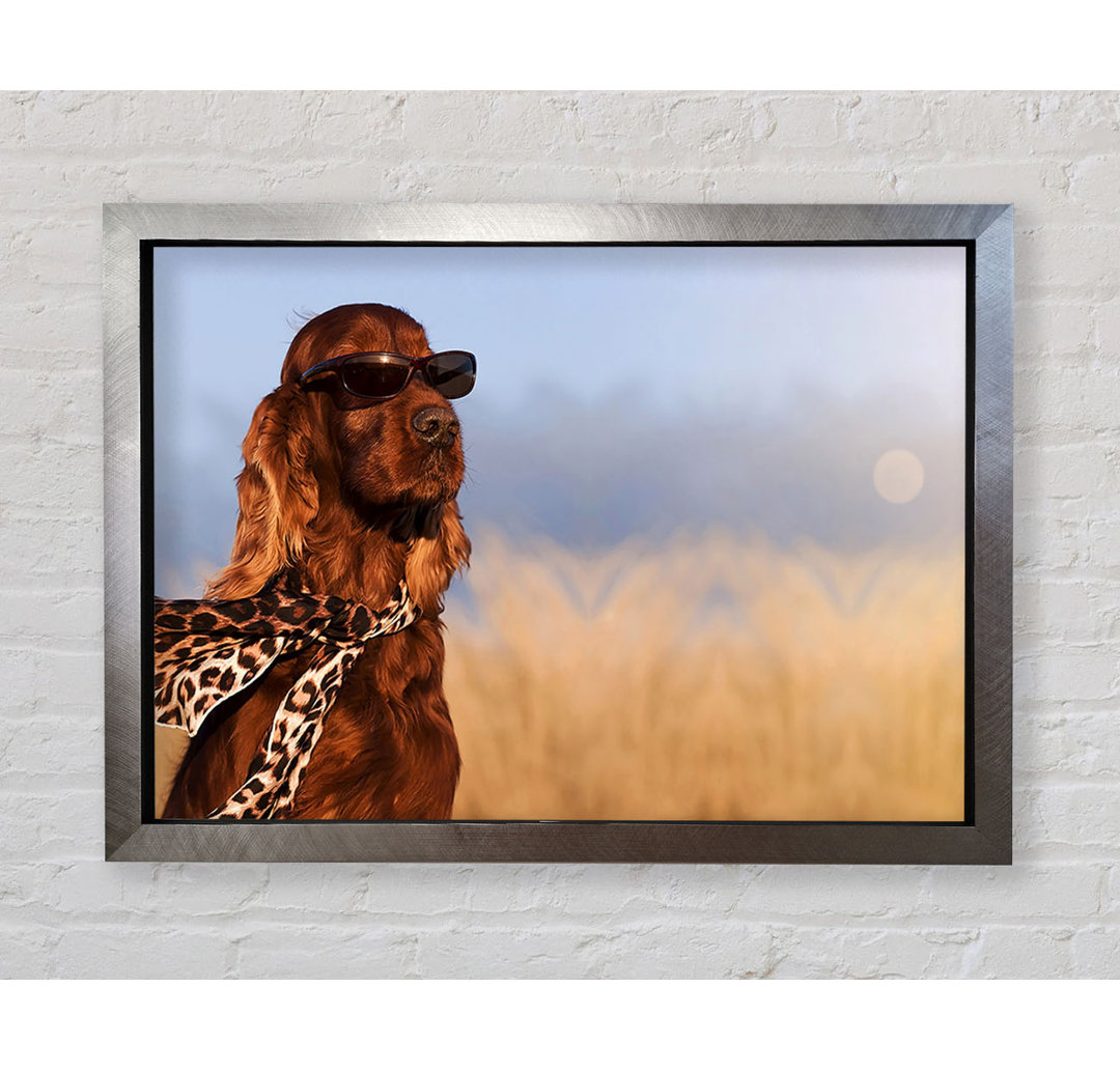 Glamouröser Irish Setter Hund - Einzelner Bilderrahmen Kunstdrucke