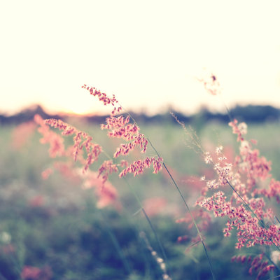 Fleur sauvage - photographie sur toile tendue