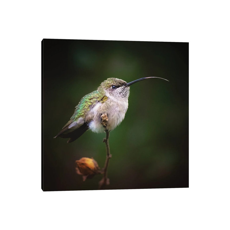 Shimmer by Rupa Sutton - Gallery-Wrapped Canvas Giclée on Canvas, 30.48 cm H x 30.48 cm W, Canvas