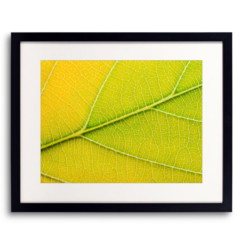 Feuille d'automne par Philippe Moisoux - photographie, Papier avec cadre noir, H 17,2 po x l 21,2 po