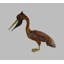 Pelican Edwin
