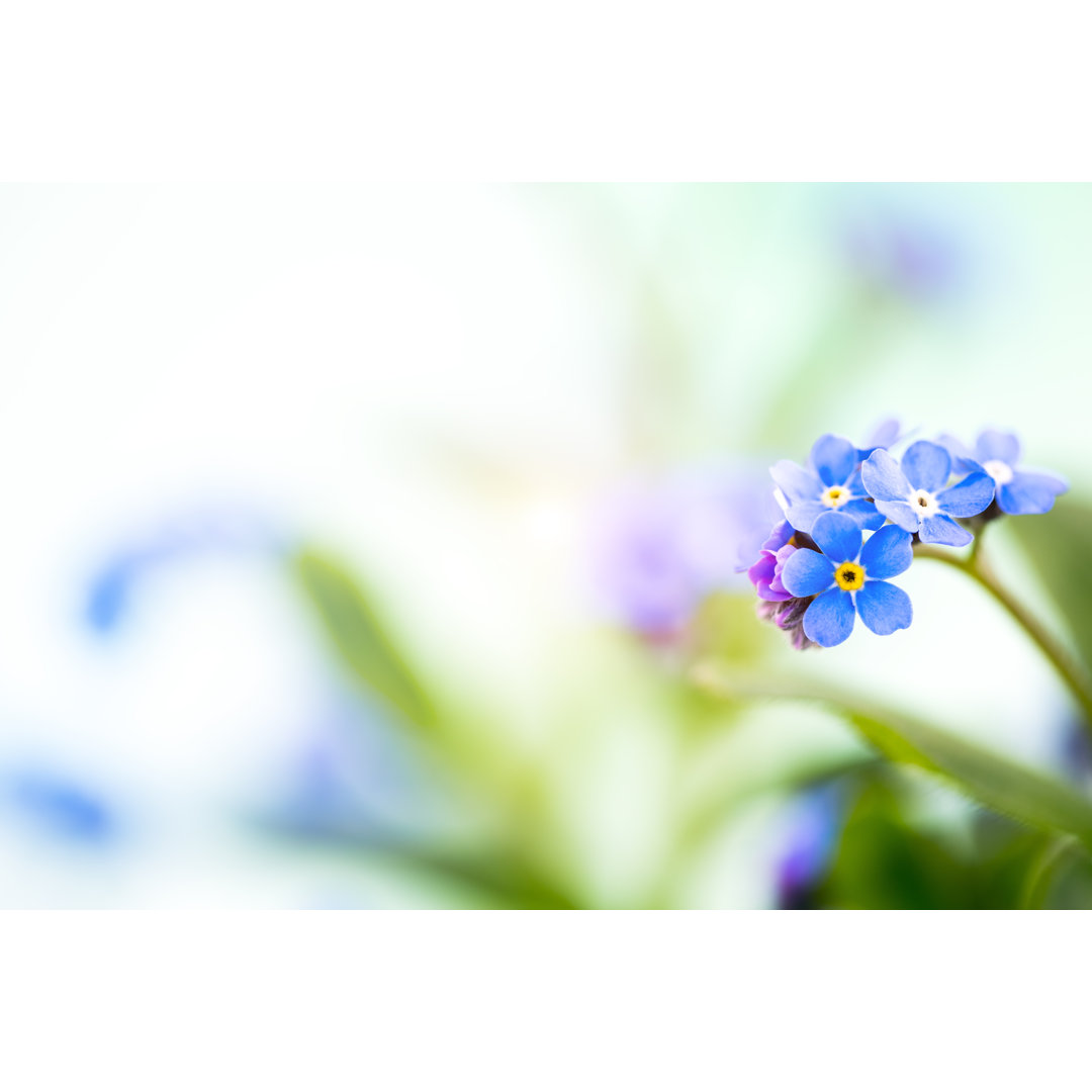 Forget Me Not Flowers von Borchee - Kunstdrucke auf Leinwand ohne Rahmen