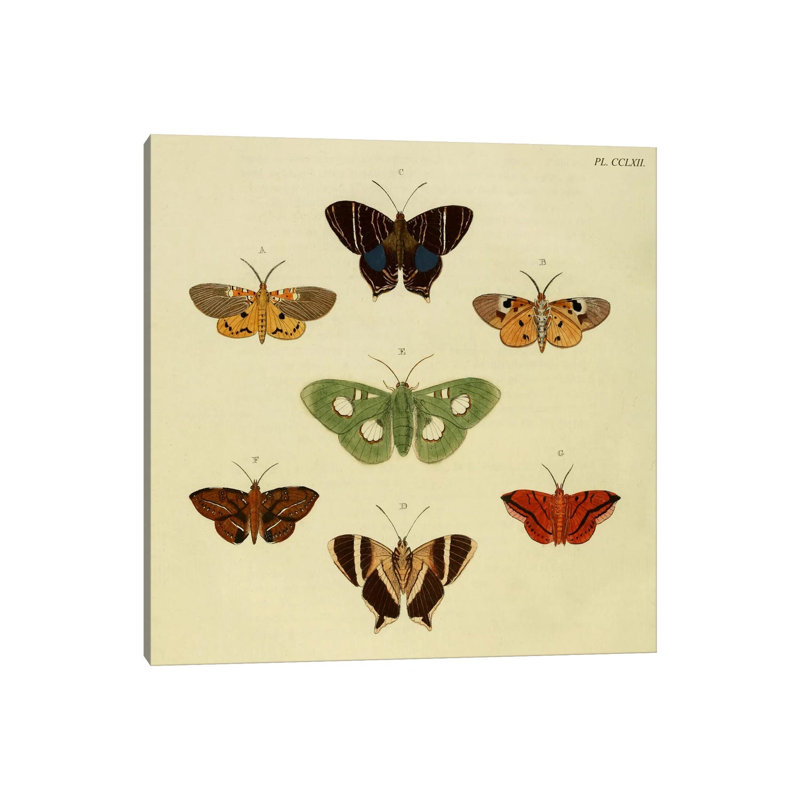 Plate 262 by Cramer & Stoll - Wrapped Canvas Gallery-Wrapped Canvas Giclée, 30.48 cm H x 30.48 cm W