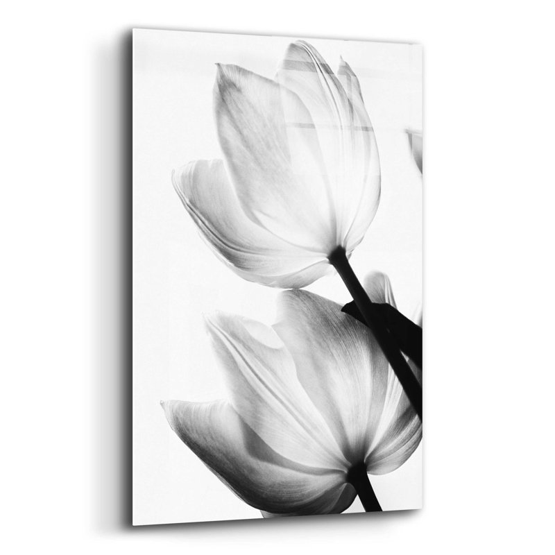 Tulipes translucides II par Debra Van Swearingen - photographie sans cadre, H 16 po x l 12 po x P 0,13 po