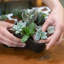 24 Piece Costa Farms Live Mini Succulent Low Maintenance Plant in Ceramic Planter