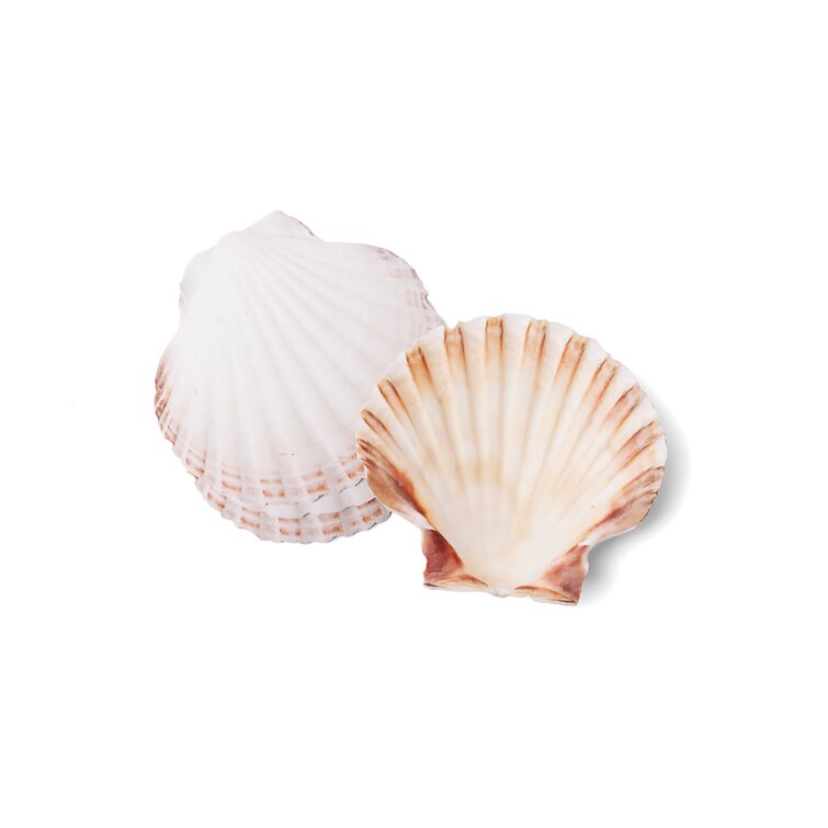 SCALLOP BAKING SHELLS 4 4pcs/PACK - Seafood Online Canada