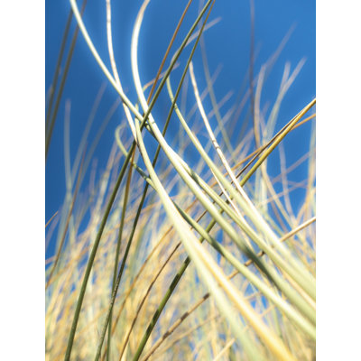 Dune Grasses Print by Petra Trimmel