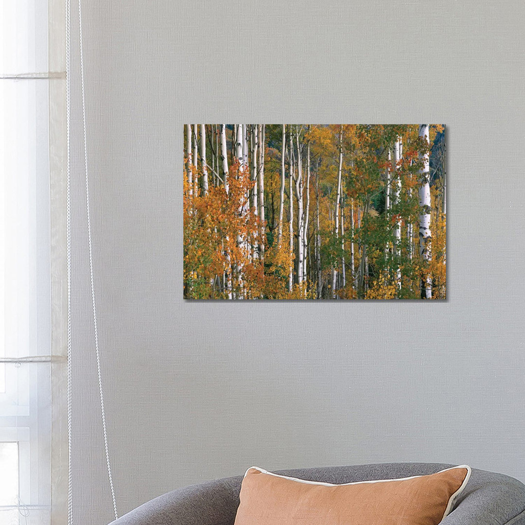 Quaking Aspen Trees In Fall Colours, Lost Lake, Gunnison National Forest, Colorado by Tim Fitzharris - Wrapped Canvas Print