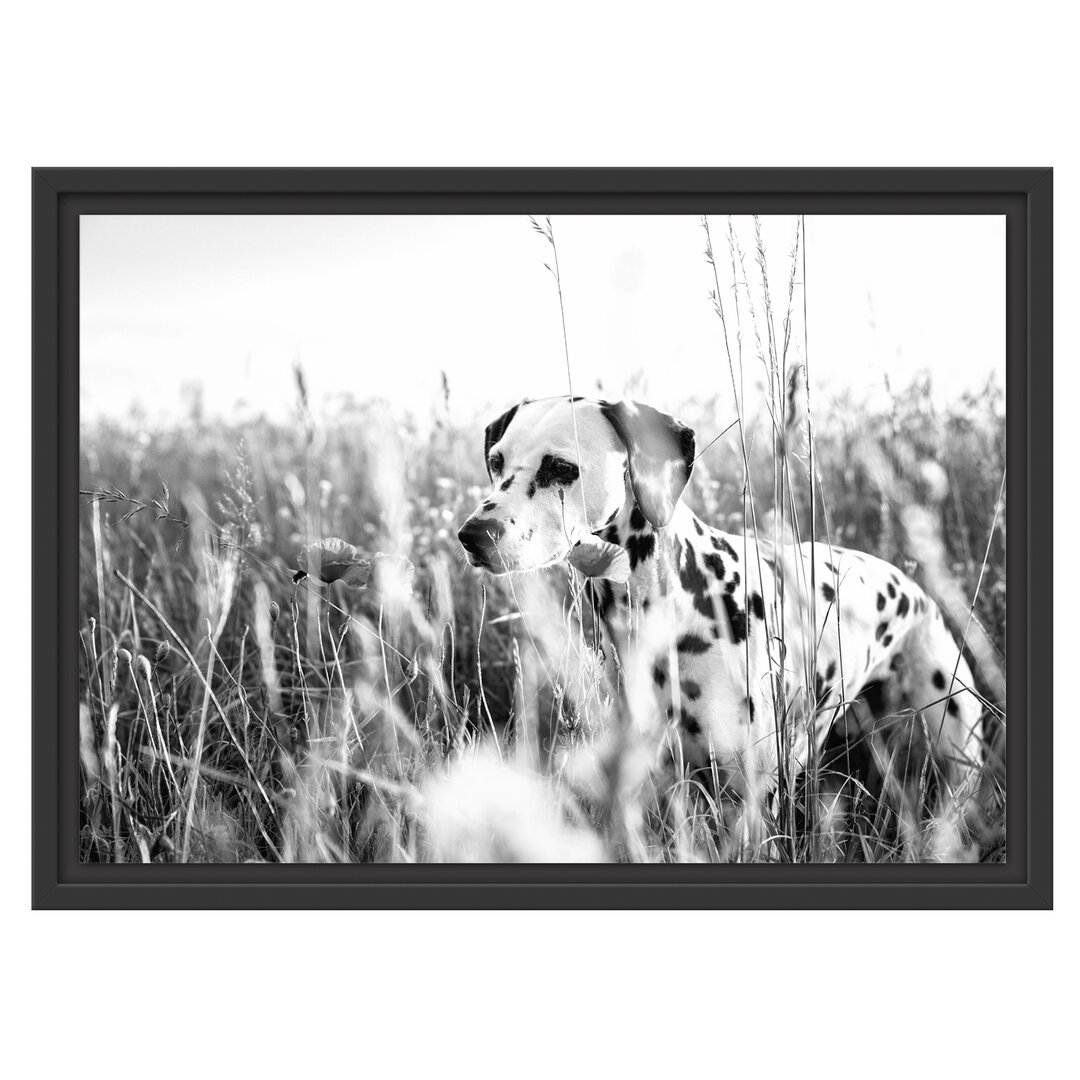 Gerahmtes Wandbild Neugieriger HundFeld Kunst B&W