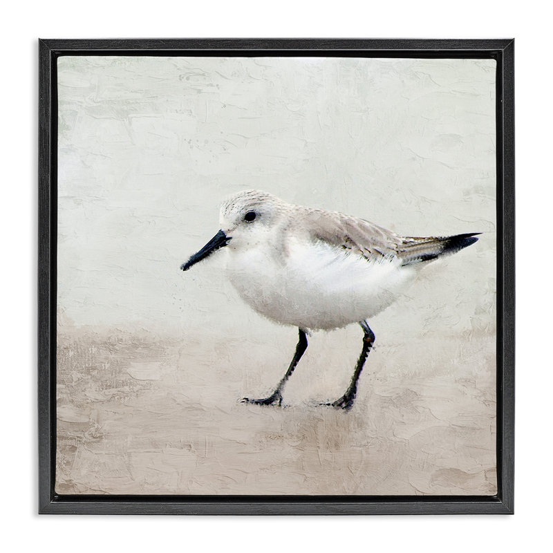 Portrait d'un oiseau bécasseau solitaire, Cadre flottant noir de jais, H 25 po x l 25 po