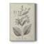 Antique Botanical II, impression sur toile tendue-880625613