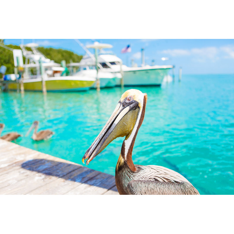 Big Brown Pelicans by Romrodinka - Wrapped Canvas Print, 30cm H x 46cm W