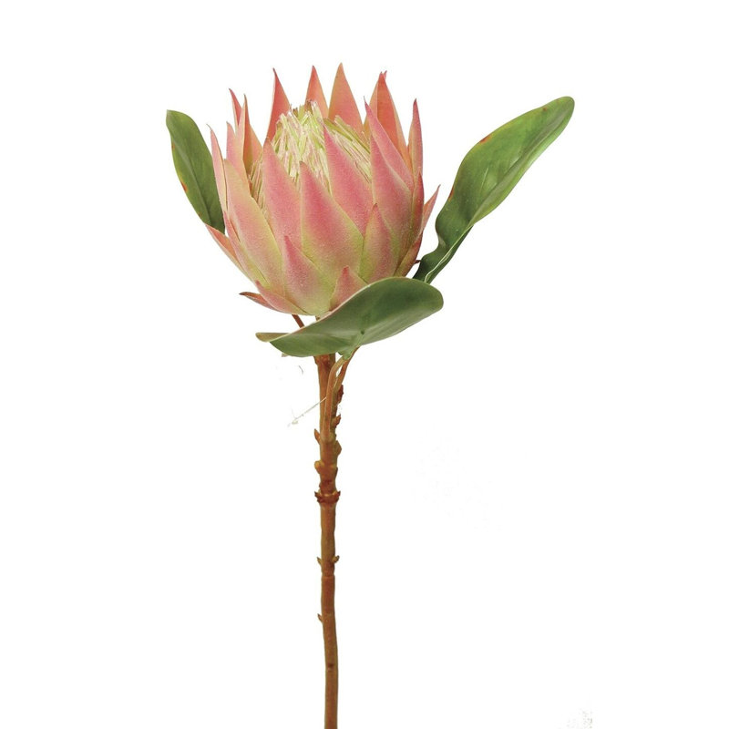 Tige Protea