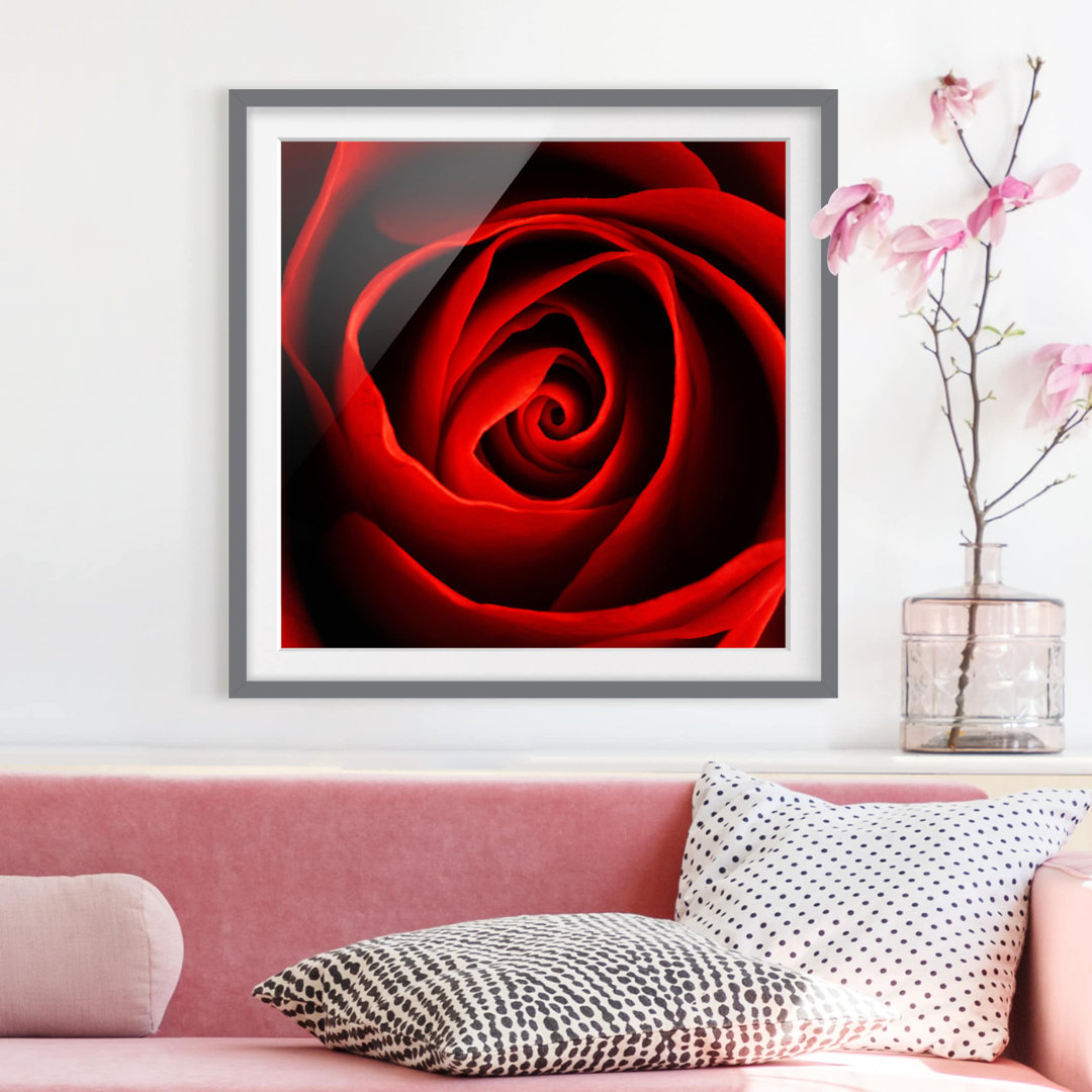 Gerahmtes Poster Lovely Rose