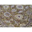 Ziegler Wool Oriental Area Rug