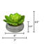 Jardinière avec succulent Echeveria artificielle-1784032527-1784039847