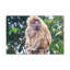Art mural majestueux babouin-2038949583