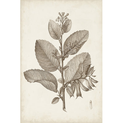 Antique Sepia Botanicals V - Art Print