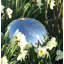Balle fixante Carstarphen-413079631
