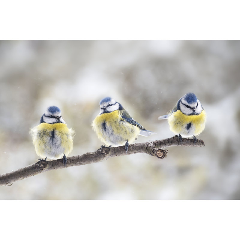 Three Eurasian Blue Tits - Wrapped Canvas Print, 51cm H x 76cm W x 3.8cm D