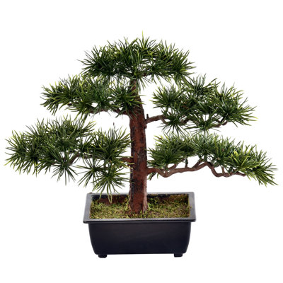 Invité saluant un bonsaï en pot