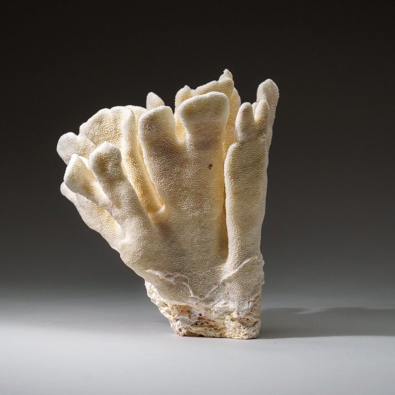 Genuine White Cat's Paw Coral (4 Lbs)