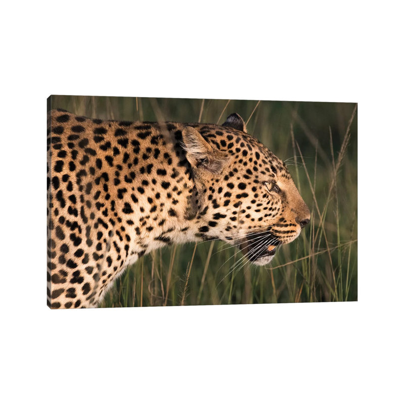Africa, Kenya, Maasai Mara National Reserve. Close-Up Of Walking Leopard. - Wrapped Canvas Print, 66.04 cm H x 45.72 cm W