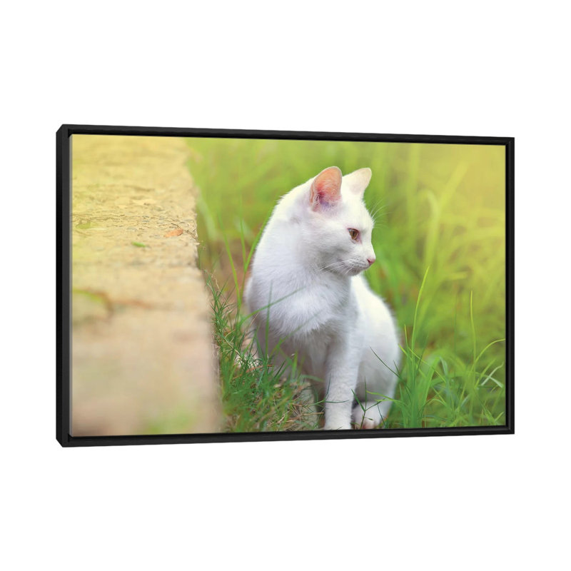 « White Cat 61 » par Ben Heine-reproduction de photo, H 40 po x l 60 po x 1,5 po, Toile avec cadre noir, Pas de tapis