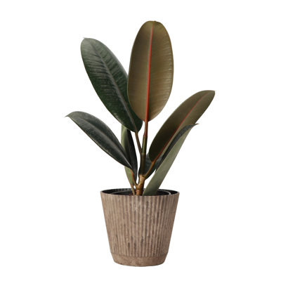 Thorsen's Greenhouse Live Burgundy Rubber Plant in Ruffle Pot, 4-inch Diameter