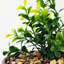 40.64cm Faux Crassula Plant in Pot