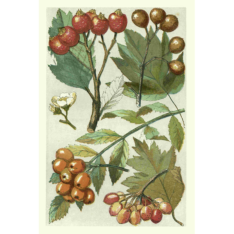 Fruits et feuillage IV, H 18 po x l 12 po
