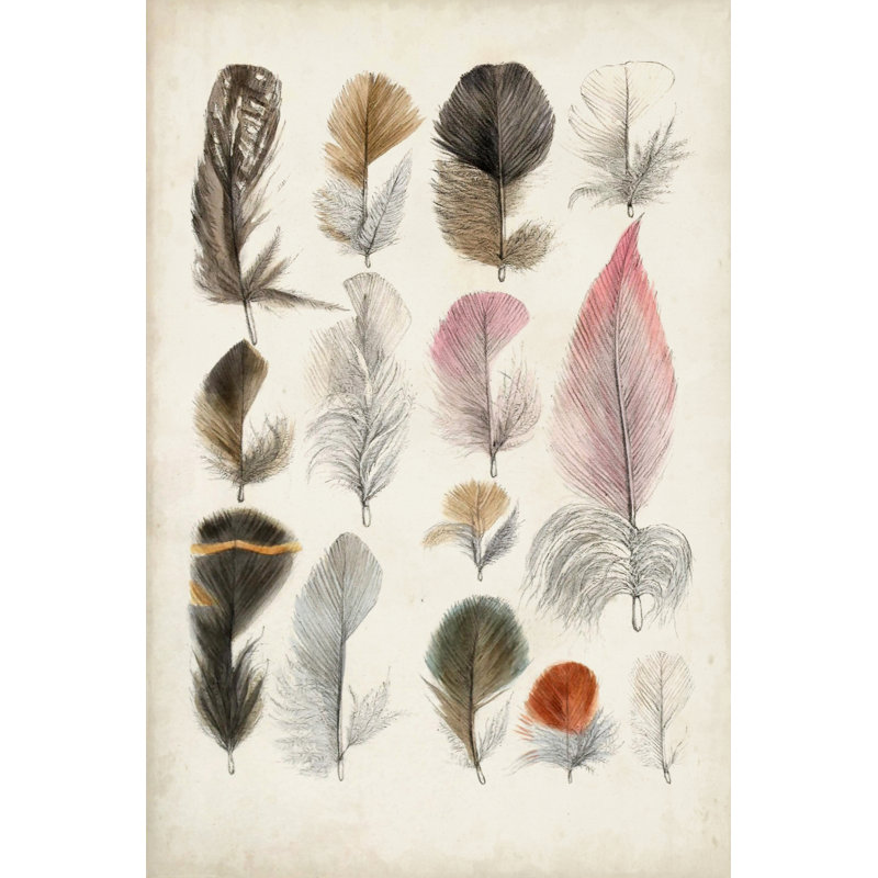 Antique Bird Feathers III - Wrapped Canvas Painting, 76cm H x 51cm W