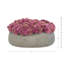 Sedum disposée en pot de fibres-799681649-799681661