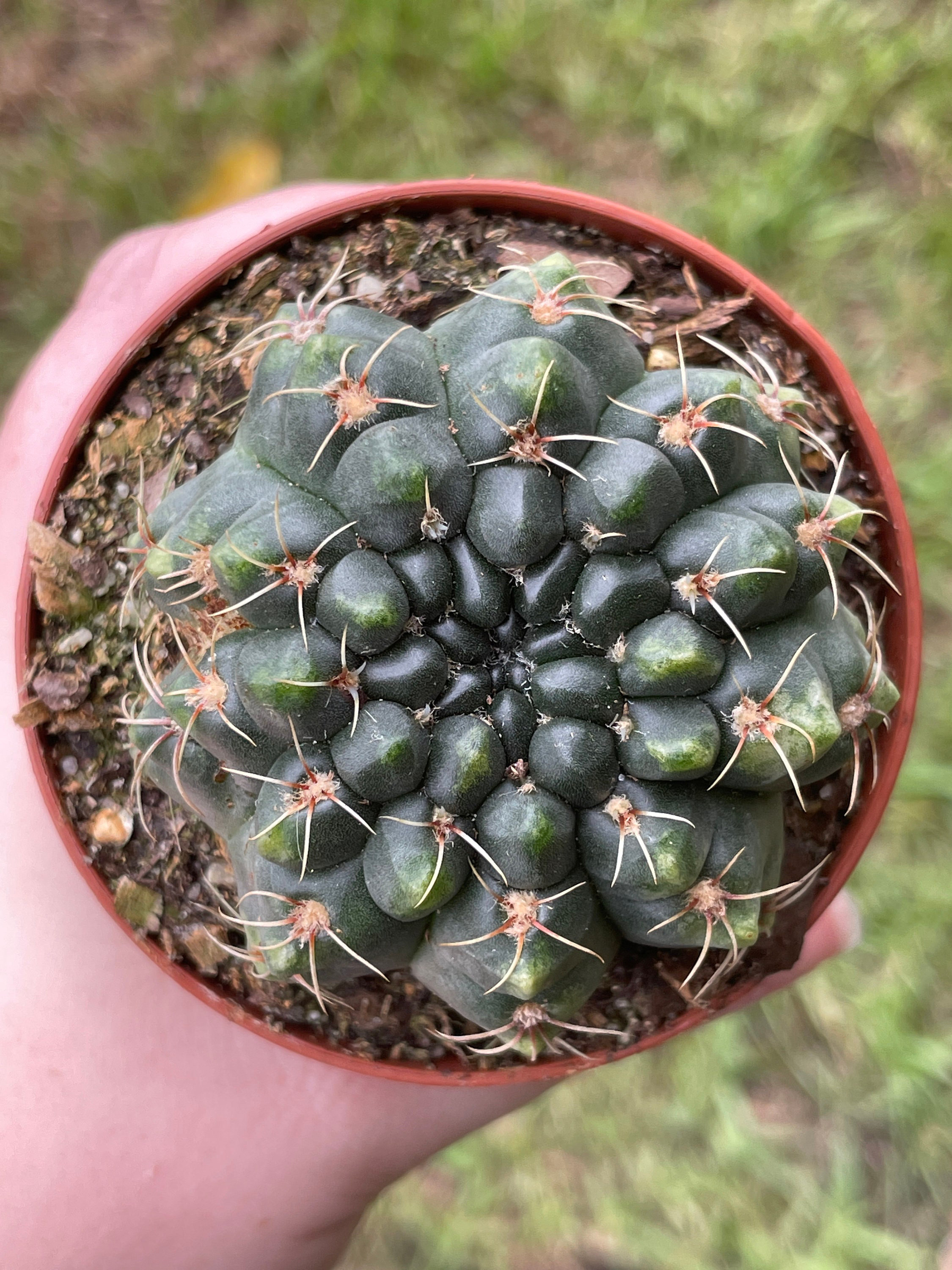 esqueleto monstera Monstera epipremnoides 
