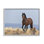 Cheval équestre dans une campagne sauvage, ciel bleu doux par - impression