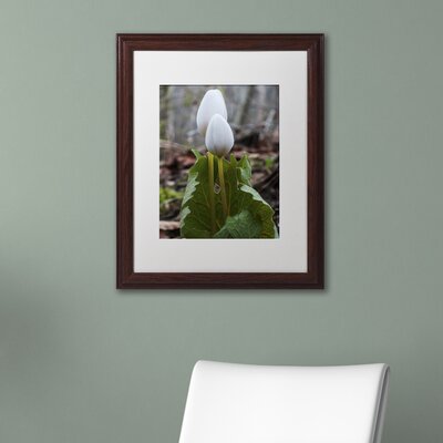 Bloodroot Wildflower Framed Photographic Print -  Red Barrel Studio®, RDBS4604 30968497