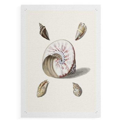 Pastel Knorr Shells II - Impression sur toile seulement - NON CADRE