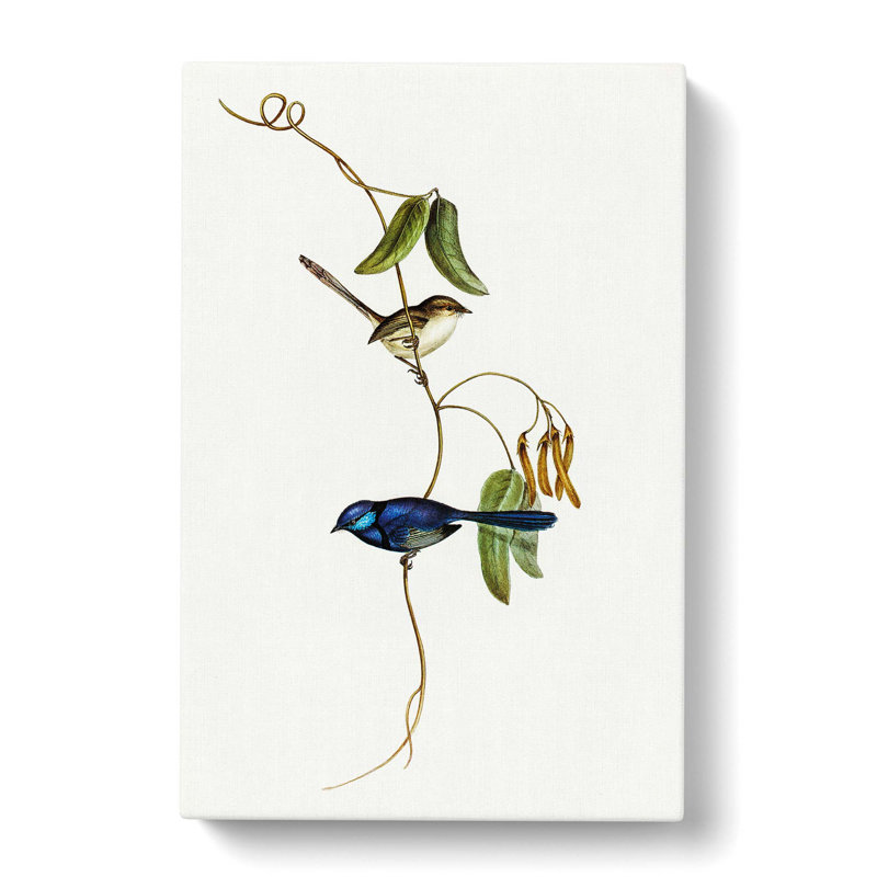 Banded Wren by Elizabeth Gould - Wrapped Canvas Painting Pint, 50cm H x 35cm W x 3cm D