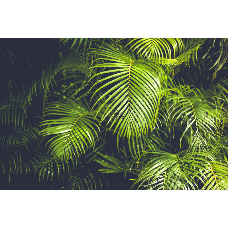 Feuilles de palmier sur fond par 35007, H 20 po x l 30 po