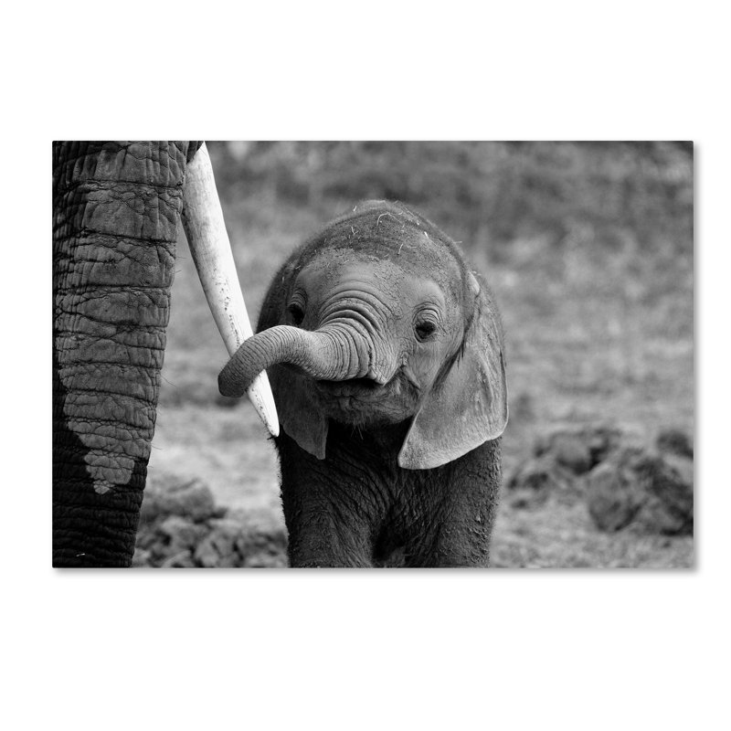 Close Black and White Elephant Canvas Art with Floater Frame